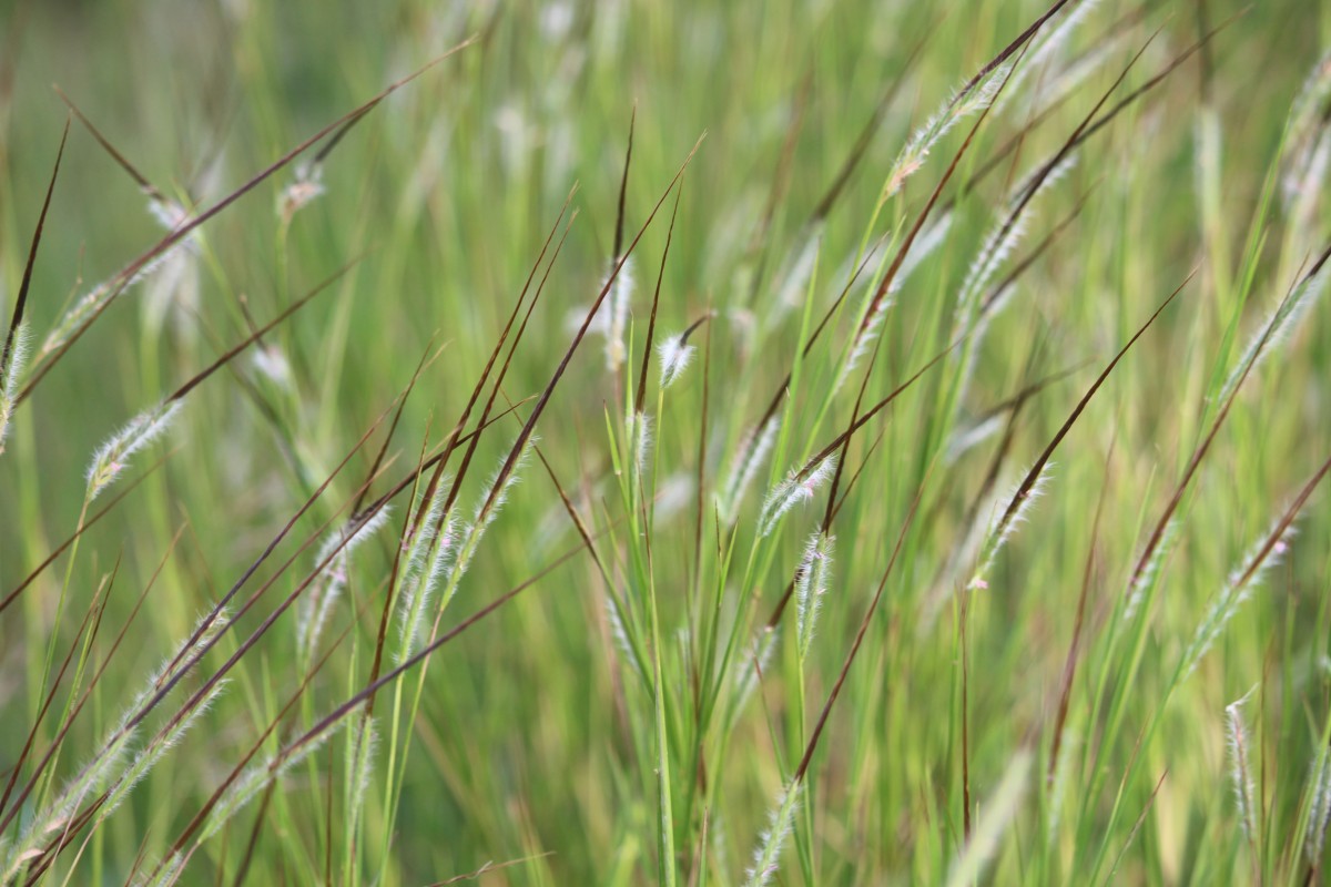 Heteropogon